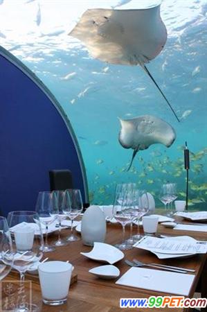 鲨鱼过头顶成群珊瑚鱼游过 亲临感受水下餐厅魅力