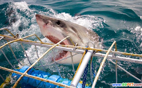 摄影师南非海域拍摄鲨鱼遭围攻