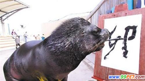 横滨水族馆“居民”迎兔年 海狮写下汉字“卯”