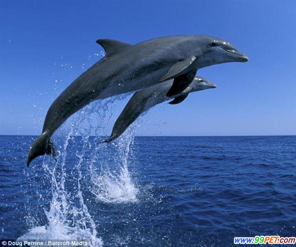 海豚跃出水面取乐