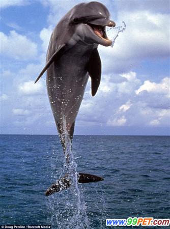 海豚跃出水面取乐