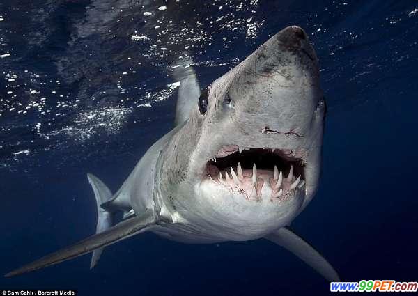 摄影师拍下凶残鲨鱼血盆大口画面