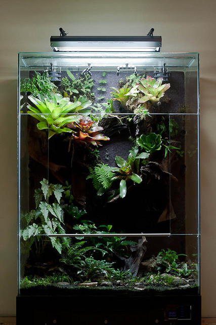 雨林生态缸-25