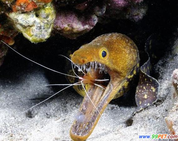 深水尖牙海鳗惊人露齿