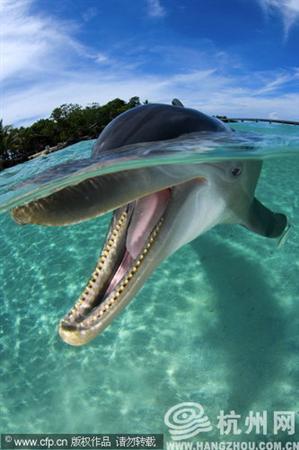 洪都拉斯拍摄到海豚对着摄影师的镜头“微笑”