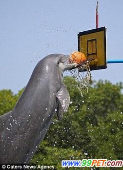 海豚也“奥运”
