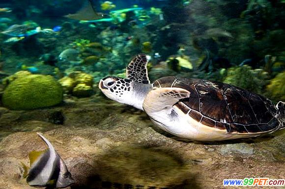 香港海洋公园“海洋奇观”展出逾5000条珍稀鱼类