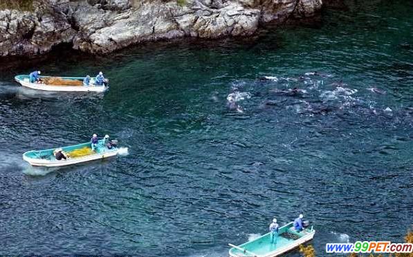 日本残忍猎杀海豚