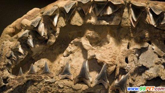 650万年前条纹鲨演变成现代大白鲨