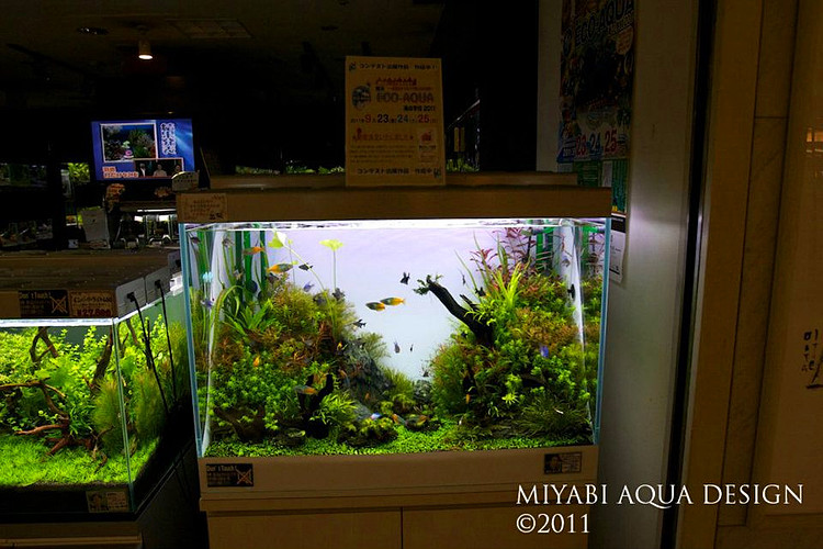 日本水族店：AQUA FOREST