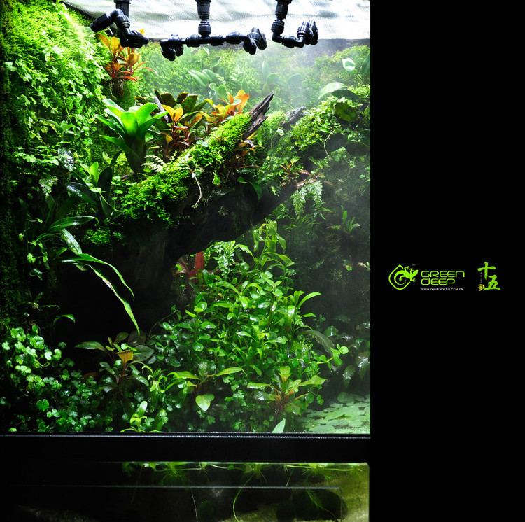 Greendeep精品雨林生态缸-03
