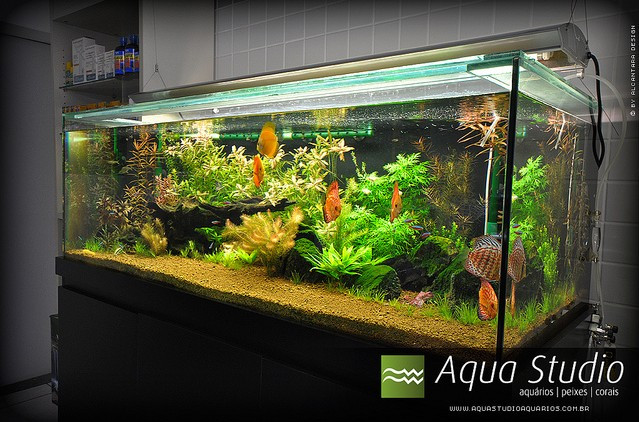国外水族店－Aqua  Studio