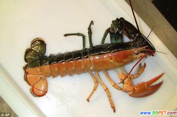 美国渔民捕获罕见双色对称龙虾