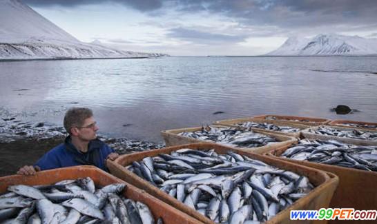 近3万吨鱼类因缺氧死亡