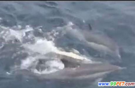 海豚集体救濒死同伴