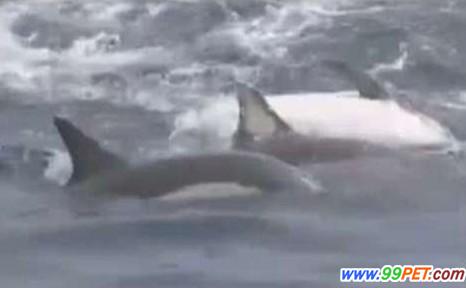 海豚集体救濒死同伴