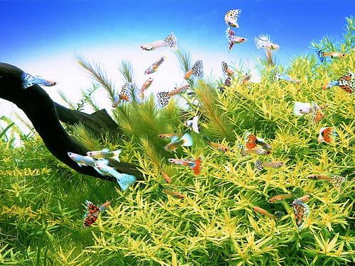 与孔雀鱼搭配造景的水草