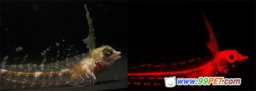 科学家首次发现海洋红色荧光鱼