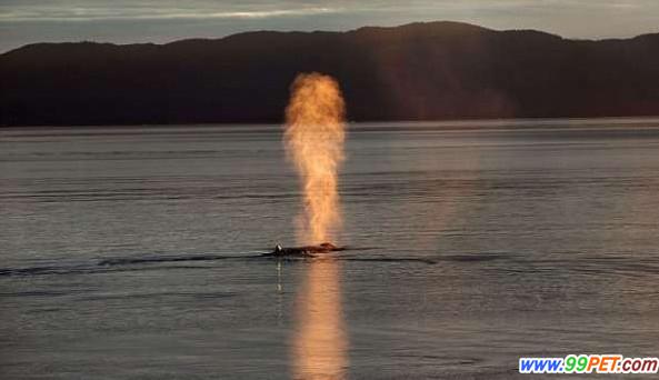 鲸鱼喷出巨大火球