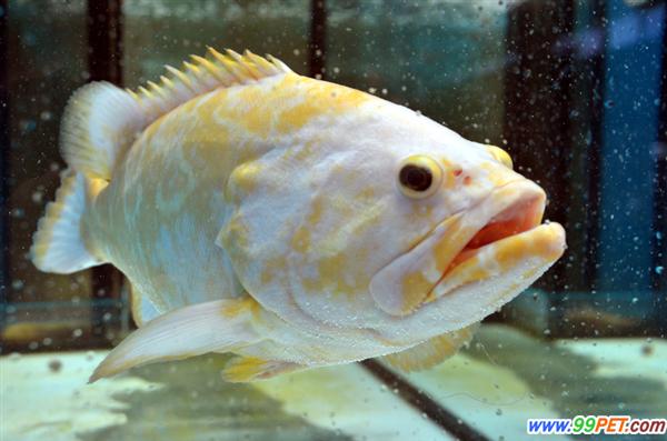 台湾诞生世界首条黄金石斑鱼