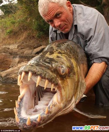 英男子在非洲历时八日捉到重达百磅“巨型水虎鱼”