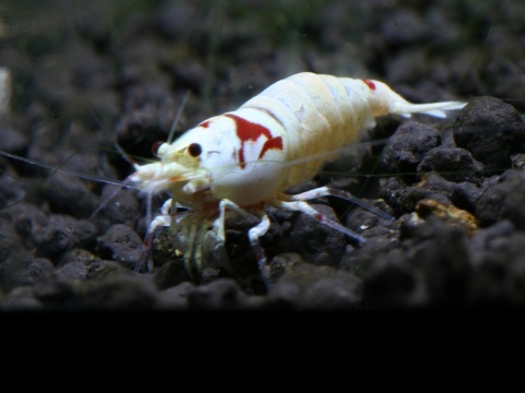 水晶虾快速抱卵法