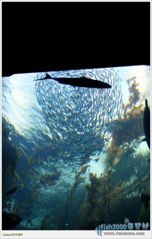 加利福尼亚 MONTEREY BAY AQUARIUM 水族馆