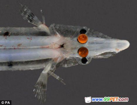 科学家发现神奇“四眼鱼”