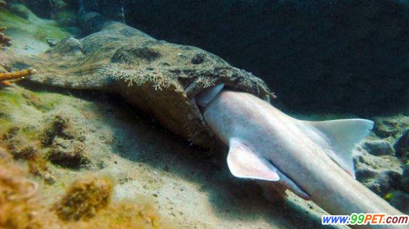 澳洲大堡礁鲨鱼吃同类