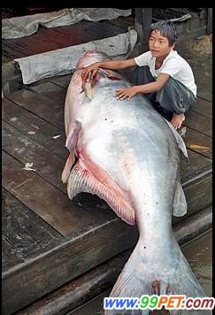 湄公河里的巨型鱼类