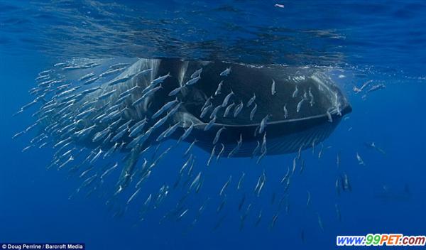 近距离拍巨鲸巨口吞食鱼群