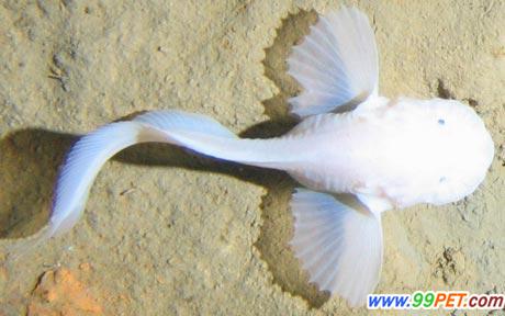 科学家在深达7公里的的海域发现了新鱼种