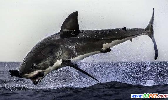 大白鲨跃出水面瞬间