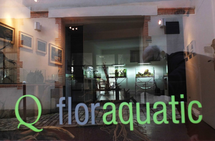 国外水族店：Q flor aquatic