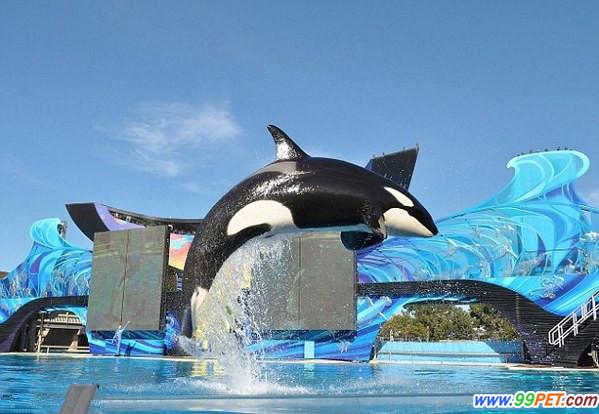 美虎鲸重伤动物园被起诉奴役动物