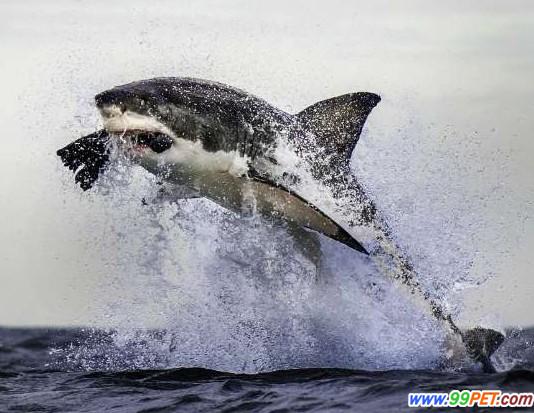 大白鲨跃出水面瞬间