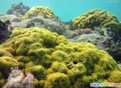 珊瑚礁或将在2100年消失