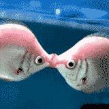 接吻鱼为什么不接吻