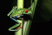 紅眼樹蛙 Red-eyed treefrog