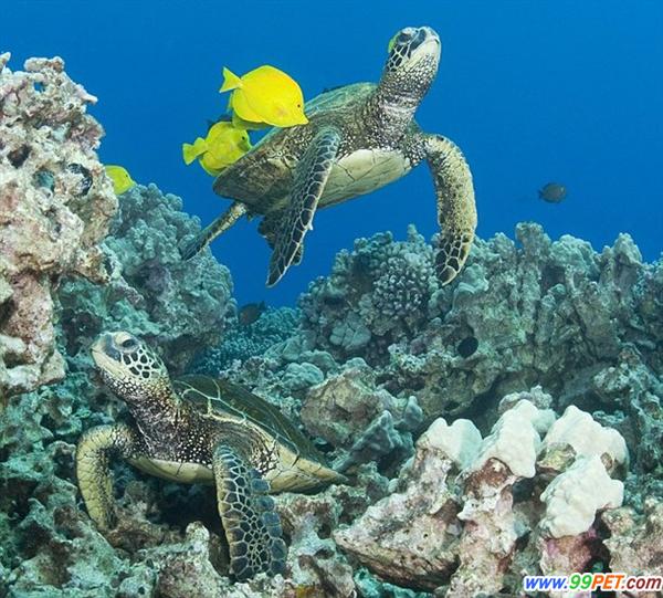 海鱼清理海龟背上海藻