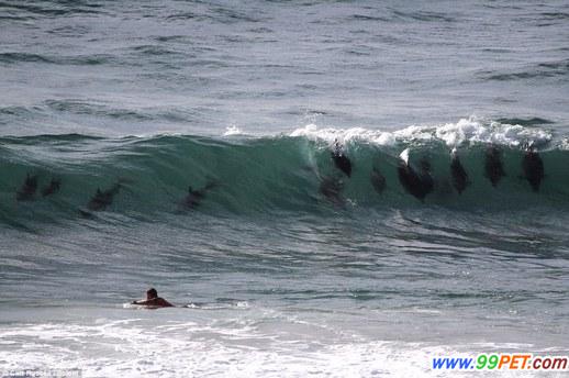 20头海豚随浪花跳跃齐游泳
