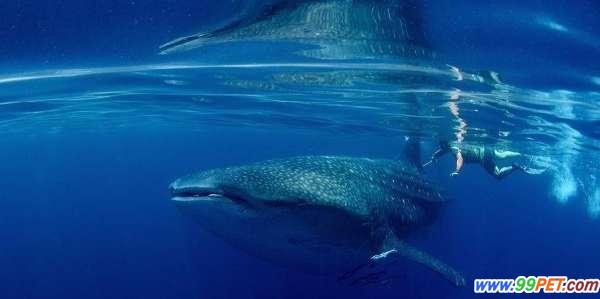 探秘神秘的海洋霸主鲸鲨