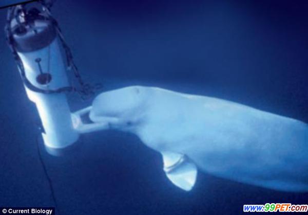 研究发现鲸鱼能够模仿人声 试图与人类交流