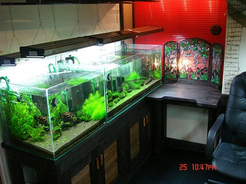 日本锦的水晶虾工作室