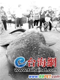 漳州东山捕捞起一鲨鱼 放生前死亡尸体重达一吨
