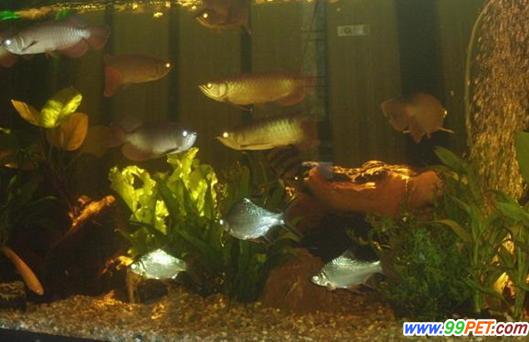鱼与其他水生动物混养模式