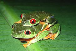 紅眼樹蛙 Red-eyed treefrog