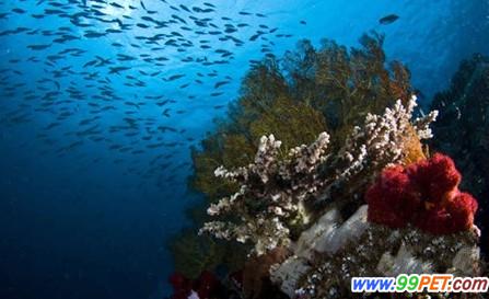 斑斓海底世界