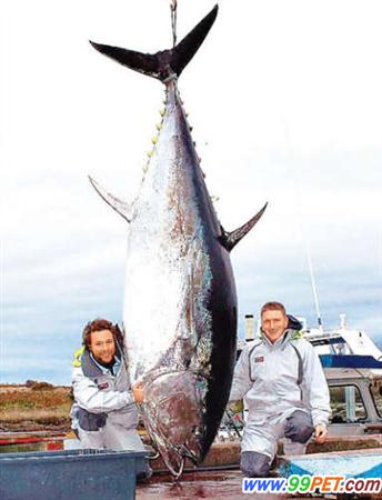 加拿大渔民捕获巨型蓝鳍金枪鱼 重454公斤