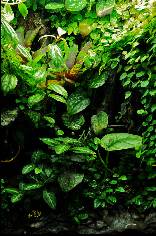 雨林生态缸-26